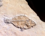 Колючеперая рыба(Proantigona sp.?)