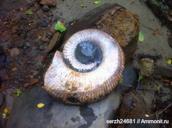 аммониты, моллюски, мел, Россия, головоногие моллюски, мезозой, беспозвоночные, нижний мел, аптский ярус, Ammonites, Краснодарский край, Aptian, Cretaceous, Lower Cretaceous