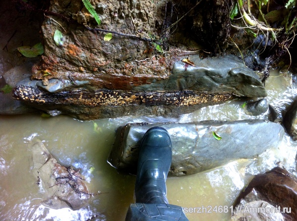мел, Россия, растения, мезозой, окаменевшее дерево, нижний мел, аптский ярус, высшие растения, Краснодарский край, Aptian, Cretaceous, Lower Cretaceous