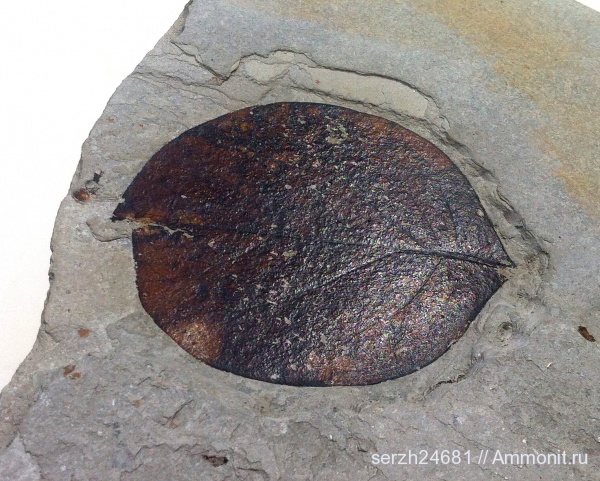 неоген, Россия, растения, кайнозой, голосеменные, высшие растения, Краснодарский край