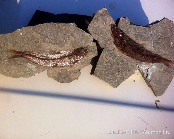 неоген, Россия, рыбы, позвоночные, кайнозой, Краснодарский край, fish