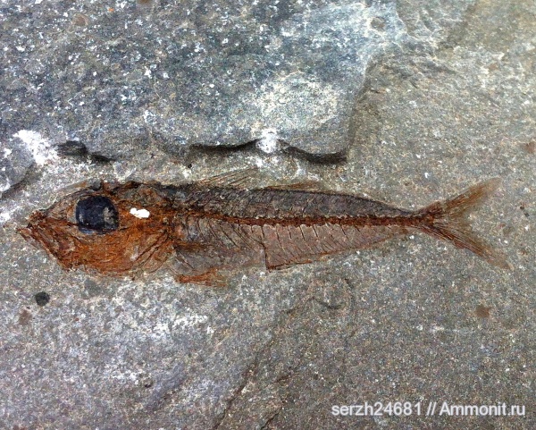 неоген, Россия, рыбы, позвоночные, кайнозой, Краснодарский край, fish