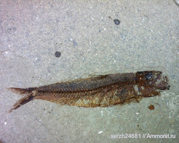 неоген, Россия, рыбы, позвоночные, кайнозой, Краснодарский край, fish