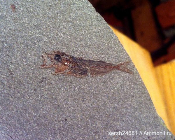 неоген, Россия, рыбы, позвоночные, кайнозойская эра, Краснодарский край, fish