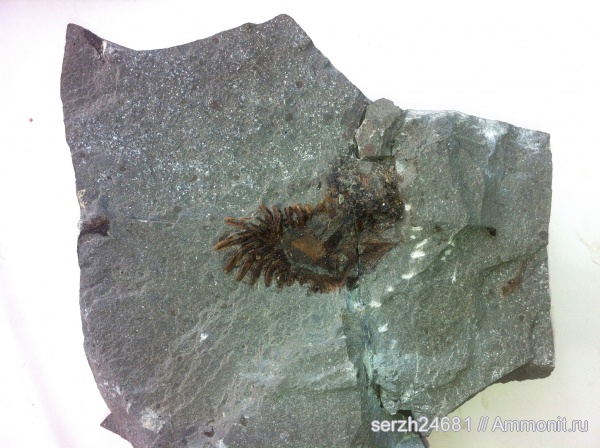 иглокожие, неоген, Россия, кайнозой, беспозвоночные, Краснодарский край