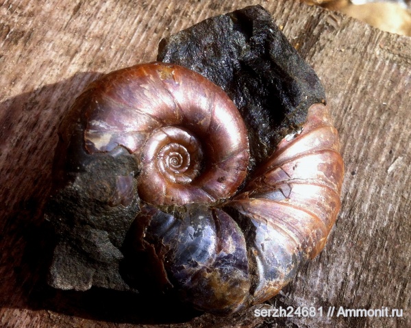 аммониты, моллюски, мел, Россия, головоногие моллюски, мезозой, беспозвоночные, нижний мел, аптский ярус, Ammonites, Eogaudryceras, Краснодарский край, Aptian, Cretaceous, Lower Cretaceous аммониты, моллюски, мел, Россия, головоногие моллюски, мезозой, беспозвоночные, нижний мел, аптский ярус, Ammonites, Eogaudryceras, Краснодарский край, Aptian, Cretaceous, Lower Cretaceous