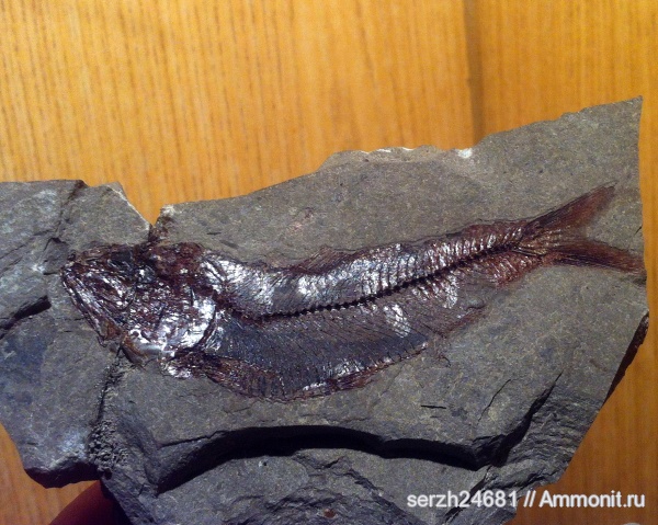 неоген, Россия, рыбы, позвоночные, кайнозой, Краснодарский край, Clupea, fish