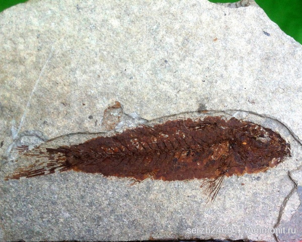 неоген, Россия, рыбы, позвоночные, кайнозой, Краснодарский край, fish