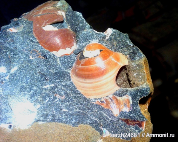 моллюски, мел, мезозой, беспозвоночные, нижний мел, аптский ярус, Venilicardia, Краснодарский край, Aptian, Cretaceous, Lower Cretaceous