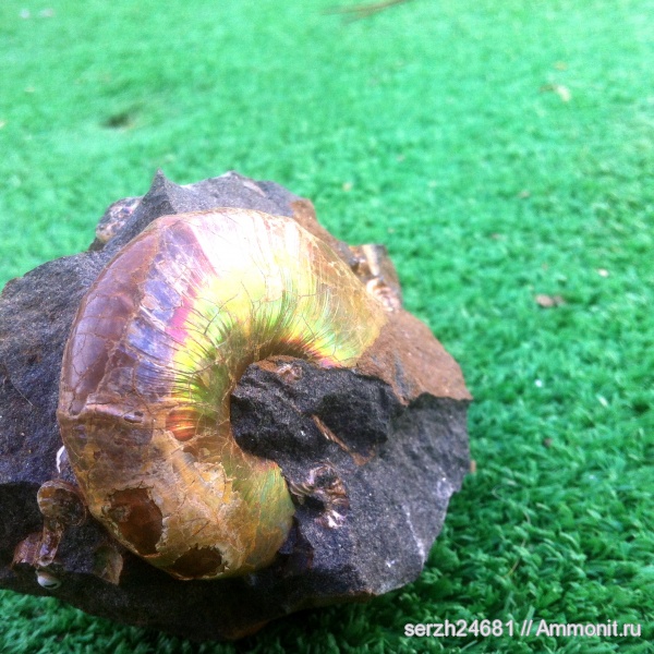 аммониты, моллюски, мел, Россия, головоногие моллюски, мезозойская эра, беспозвоночные, Ammonites, Краснодарский край, Desmoceratidae, Cretaceous