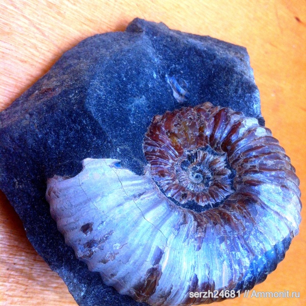 аммониты, моллюски, мел, Россия, головоногие моллюски, мезозой, беспозвоночные, нижний мел, аптский ярус, Ammonites, Acanthohoplites, Краснодарский край, Aptian, Cretaceous, Lower Cretaceous