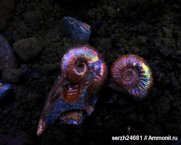 аммониты, моллюски, мел, Россия, головоногие моллюски, мезозойская эра, беспозвоночные, Acanthohoplites, Краснодарский край, Desmoceratidae