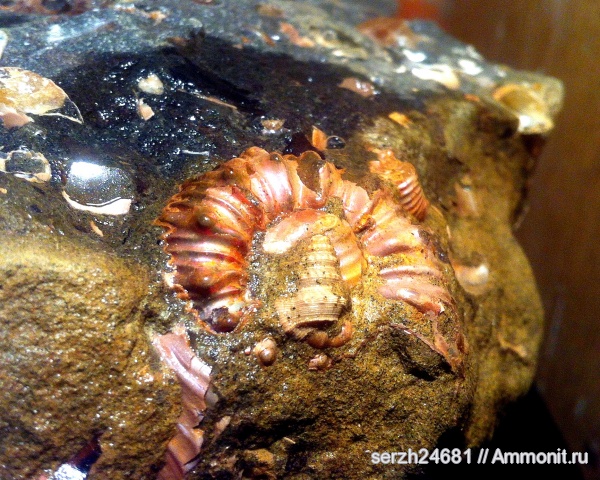 аммониты, моллюски, мел, Россия, головоногие моллюски, мезозой, брюхоногие моллюски, беспозвоночные, нижний мел, Epicheloniceras, аптский ярус, Краснодарский край, р. Курджипс