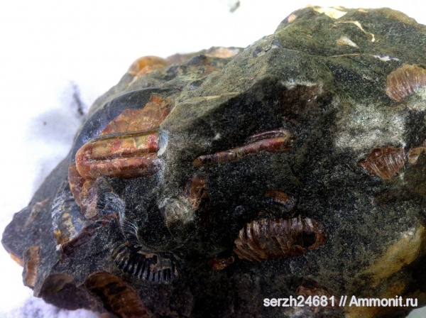 моллюски, мел, Россия, головоногие моллюски, мезозой, беспозвоночные, нижний мел, аптский ярус, Ptychoceras, Краснодарский край, р. Курджипс