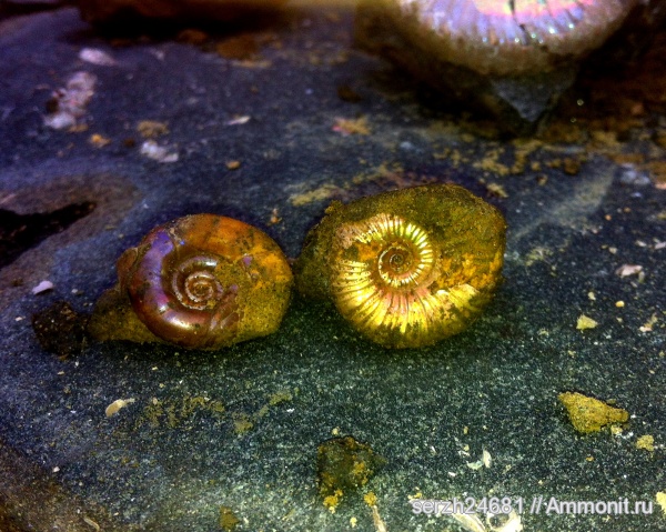 аммониты, моллюски, мел, Россия, головоногие моллюски, мезозойская эра, беспозвоночные, Epicheloniceras, Eogaudryceras, Краснодарский край