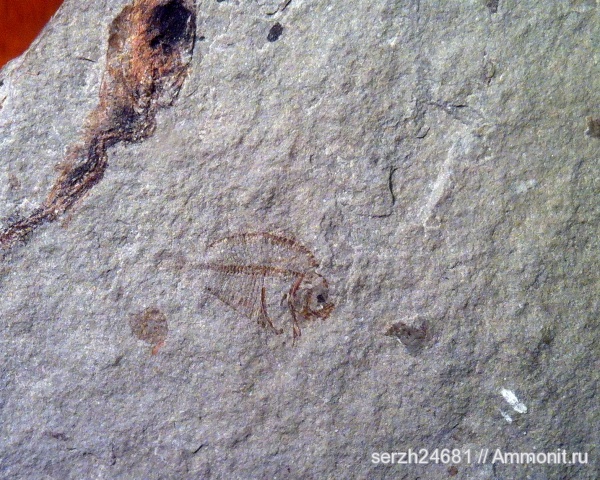 неоген, Россия, рыбы, позвоночные, кайнозой, Краснодарский край, fish