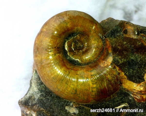 аммониты, моллюски, мел, Россия, головоногие моллюски, беспозвоночные, нижний мел, аптский ярус, Lytoceras, Краснодарский край, р. Курджипс