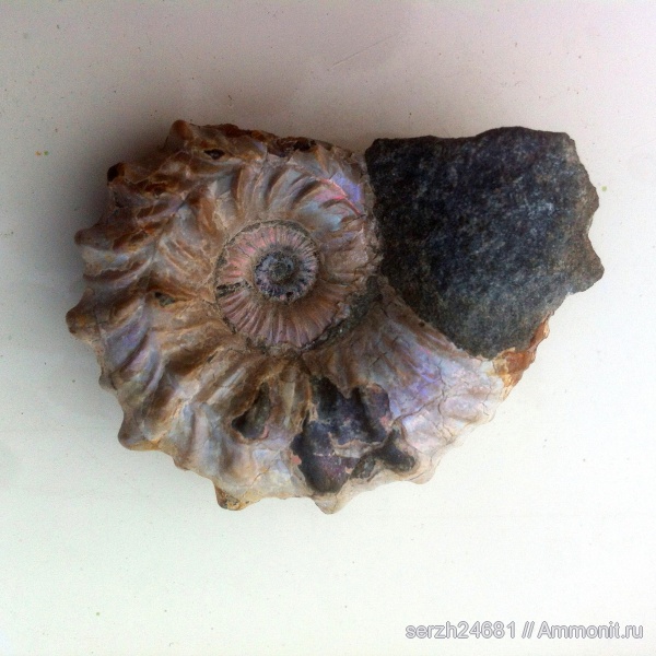 аммониты, моллюски, мел, Россия, головоногие моллюски, мезозой, брюхоногие моллюски, беспозвоночные, нижний мел, аптский ярус, Краснодарский край, р. Курджипс, ammonoid sublethal injuries