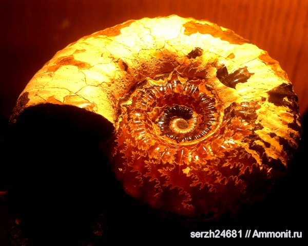 аммониты, моллюски, мел, Россия, головоногие моллюски, мезозой, беспозвоночные, нижний мел, аптский ярус, Acanthohoplites, Краснодарский край