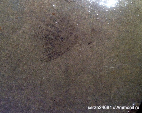 неоген, Россия, птицы, позвоночные, кайнозой, Краснодарский край, р. Пшеха