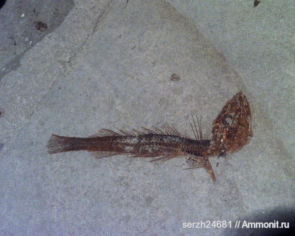 неоген, Россия, рыбы, позвоночные, кайнозой, Краснодарский край, fish