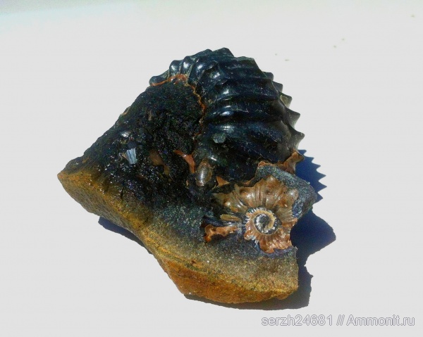 аммониты, моллюски, мел, Россия, головоногие моллюски, мезозой, беспозвоночные, нижний мел, аптский ярус, Douvilleiceras, Краснодарский край, р. Курджипс