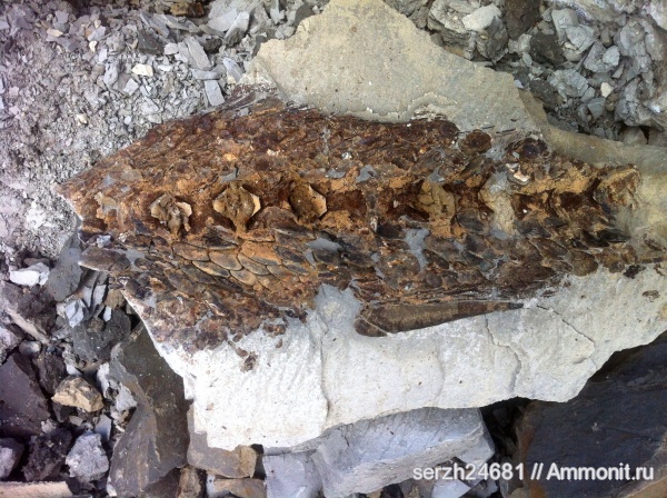 неоген, Россия, рыбы, позвоночные, кайнозой, Краснодарский край, р. Пшеха, fish