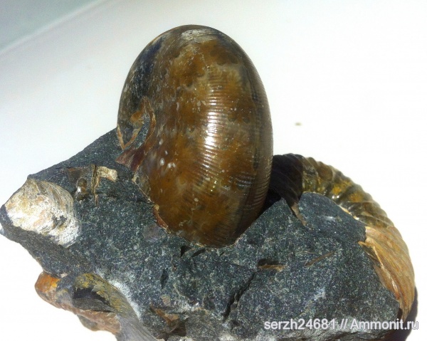 аммониты, моллюски, мел, Россия, головоногие моллюски, мезозой, беспозвоночные, нижний мел, аптский ярус, Euphylloceras, Краснодарский край, р. Курджипс