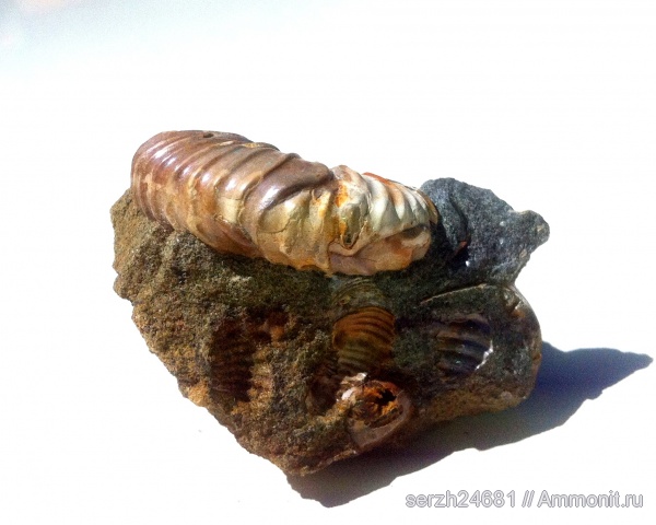 аммониты, моллюски, мел, Россия, головоногие моллюски, мезозой, беспозвоночные, нижний мел, аптский ярус, прижизненные повреждения, Acanthohoplites, Краснодарский край, р. Курджипс, ammonoid sublethal injuries