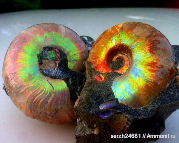 аммониты, моллюски, мел, Россия, головоногие моллюски, мезозой, беспозвоночные, нижний мел, аптский ярус, Краснодарский край, Desmoceratidae, р. Курджипс