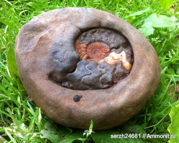 аммониты, моллюски, мел, Россия, головоногие моллюски, мезозой, беспозвоночные, нижний мел, аптский ярус, Acanthohoplites, Краснодарский край, р. Курджипс