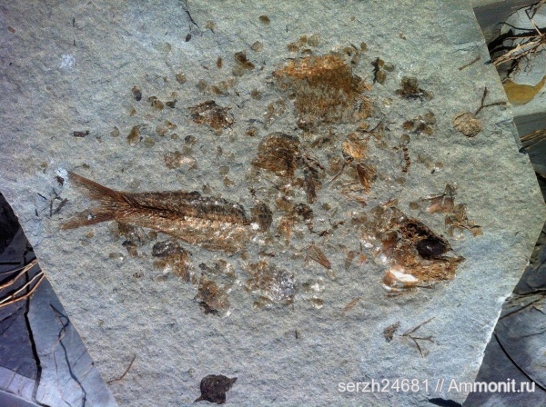 неоген, Россия, рыбы, позвоночные, кайнозой, Краснодарский край, р. Пшеха, fish