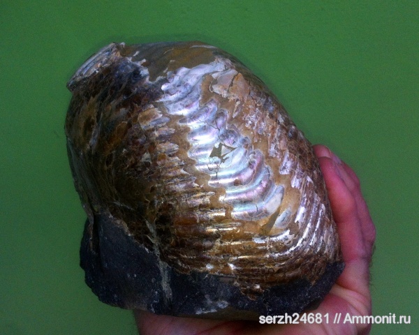 моллюски, мел, Россия, наутилоидеи, головоногие моллюски, мезозой, беспозвоночные, нижний мел, аптский ярус, Краснодарский край, Nautilida, р. Курджипс