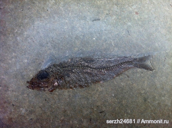 неоген, Россия, кайнозой, Краснодарский край