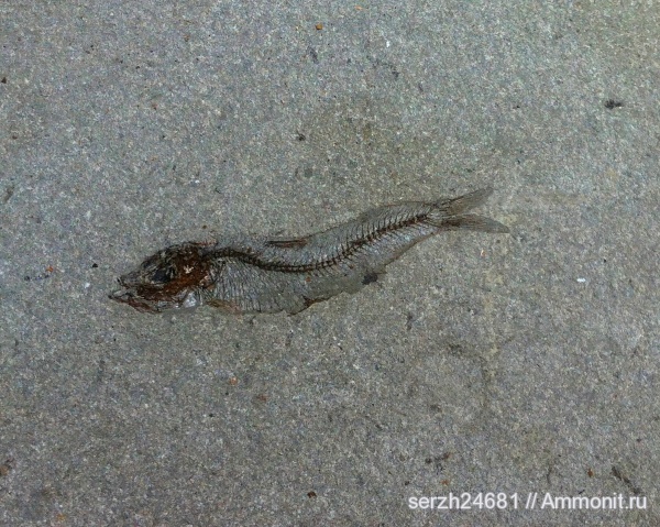 неоген, Россия, рыбы, позвоночные, кайнозой, Краснодарский край, р. Пшеха, fish