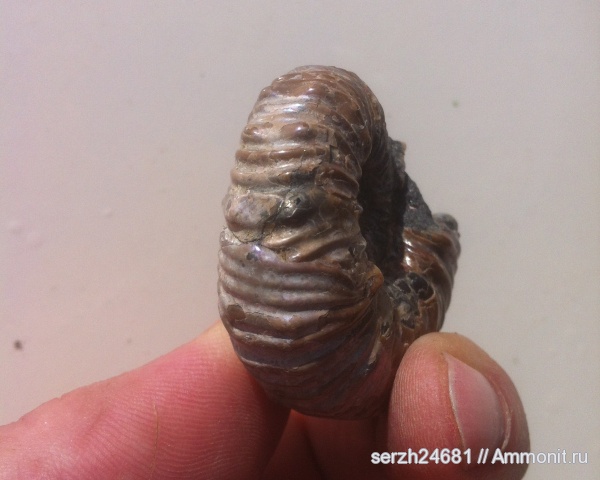 аммониты, моллюски, мел, Россия, головоногие моллюски, мезозой, беспозвоночные, нижний мел, аптский ярус, прижизненные повреждения, Acanthohoplites, Краснодарский край, р. Курджипс, ammonoid sublethal injuries