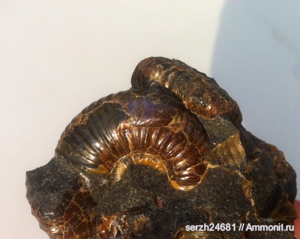 аммониты, моллюски, мел, Россия, головоногие моллюски, мезозой, беспозвоночные, нижний мел, аптский ярус, прижизненные повреждения, Acanthohoplites, Краснодарский край, р. Курджипс, ammonoid sublethal injuries