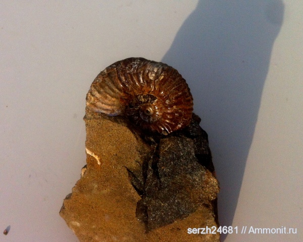 аммониты, моллюски, мел, Россия, головоногие моллюски, мезозой, беспозвоночные, нижний мел, аптский ярус, прижизненные повреждения, Acanthohoplites, Краснодарский край, р. Курджипс, ammonoid sublethal injuries