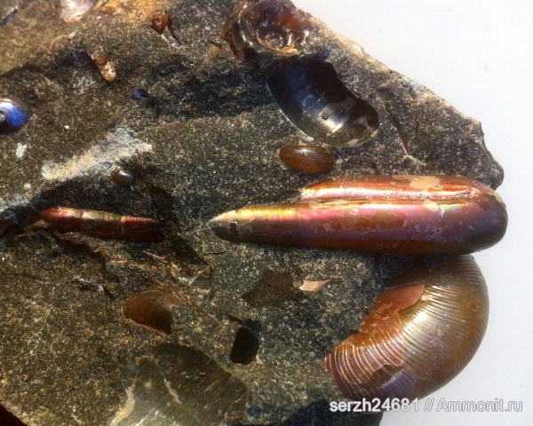 моллюски, мел, Россия, головоногие моллюски, мезозой, беспозвоночные, нижний мел, аптский ярус, Ptychoceras, Краснодарский край, р. Курджипс