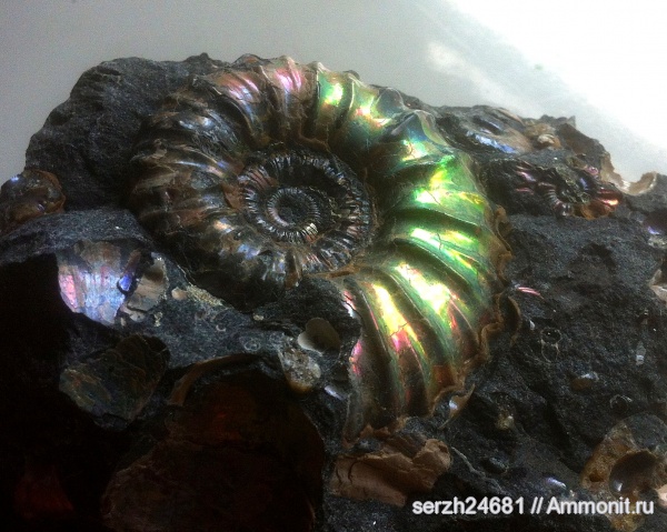 аммониты, моллюски, мел, Россия, головоногие моллюски, мезозой, беспозвоночные, нижний мел, аптский ярус, Acanthohoplites, Краснодарский край, р. Курджипс