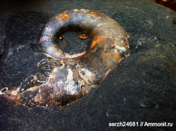 аммониты, моллюски, мел, Россия, головоногие моллюски, беспозвоночные, нижний мел, аптский ярус, Lytoceras, Краснодарский край, р. Курджипс