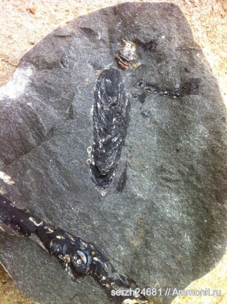 мел, Россия, растения, мезозой, голосеменные, нижний мел, аптский ярус, высшие растения, Краснодарский край, Aptian, Cretaceous, Lower Cretaceous