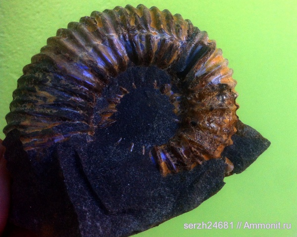 аммониты, моллюски, мел, Россия, головоногие моллюски, мезозой, беспозвоночные, нижний мел, Epicheloniceras, аптский ярус, прижизненные повреждения, Краснодарский край, Epicheloniceras waageni