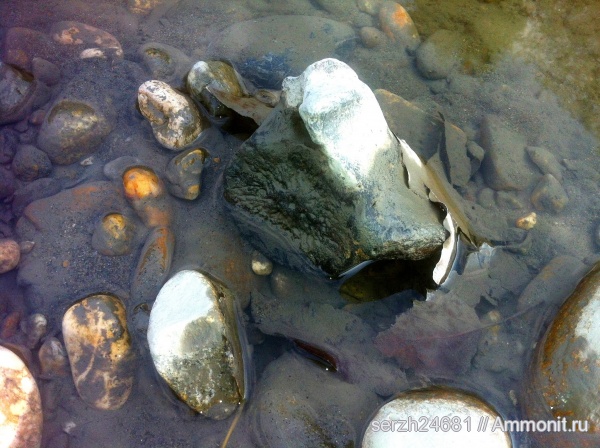 неоген, Россия, позвоночные, млекопитающие, кайнозой, Краснодарский край, р. Пшеха