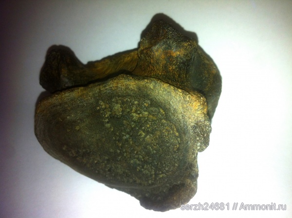 неоген, Россия, позвоночные, млекопитающие, кайнозой, Краснодарский край, р. Пшеха