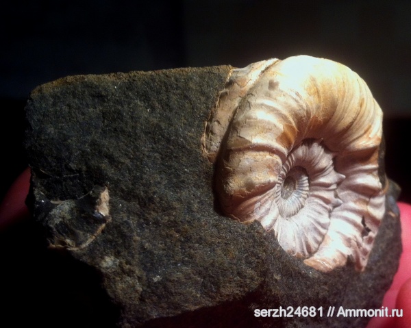 аммониты, моллюски, мел, Россия, головоногие моллюски, мезозой, беспозвоночные, нижний мел, аптский ярус, прижизненные повреждения, Краснодарский край, р. Курджипс, ammonoid sublethal injuries