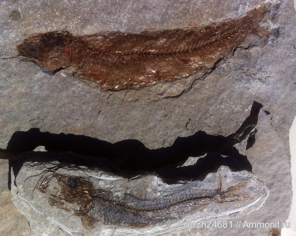 палеоген, неоген, Россия, рыбы, позвоночные, кайнозой, Краснодарский край, р. Пшеха, Clupea, fish