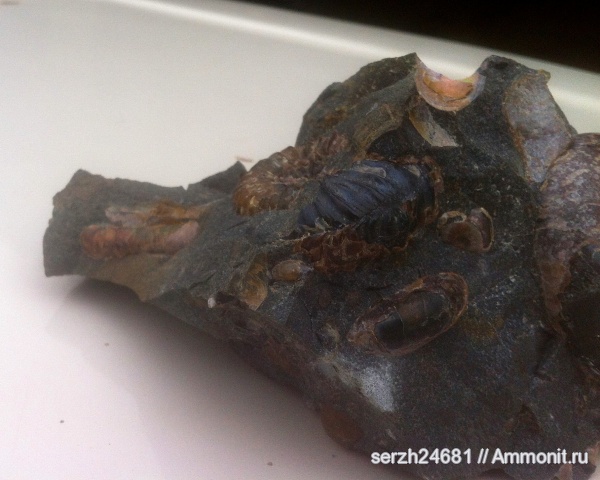 аммониты, моллюски, мел, Россия, головоногие моллюски, мезозой, беспозвоночные, нижний мел, аптский ярус, прижизненные повреждения, Краснодарский край, р. Курджипс, ammonoid sublethal injuries