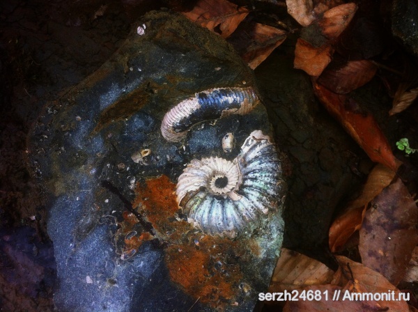 аммониты, моллюски, мел, Россия, головоногие моллюски, мезозой, беспозвоночные, нижний мел, аптский ярус, Краснодарский край, Procheloniceras albrechti-аustriае