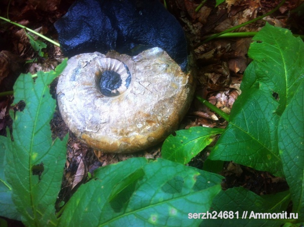 аммониты, моллюски, мел, Россия, головоногие моллюски, мезозой, беспозвоночные, нижний мел, аптский ярус, Parahoplites, Краснодарский край, р. Курджипс